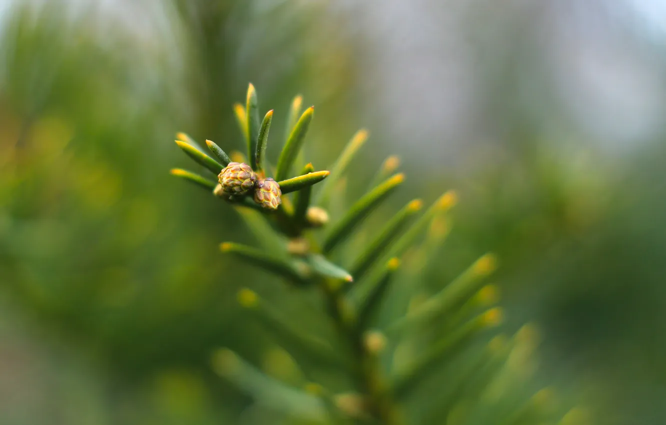 Фото обои green, spruce, twig