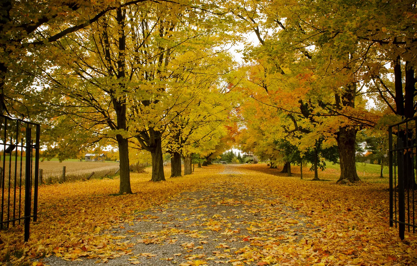 Фото обои дорога, осень, деревья, природа, листва, ворота, Канада, Онтарио