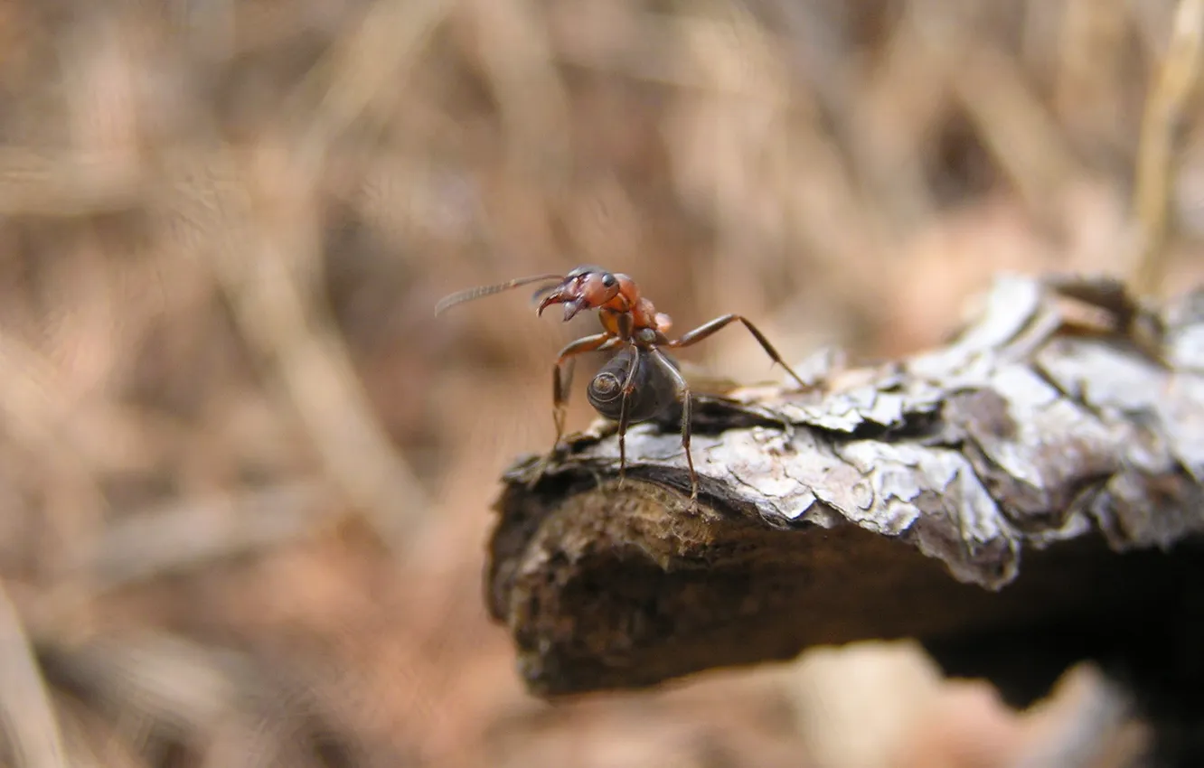 Фото обои макро, насекомые, природа, муравей