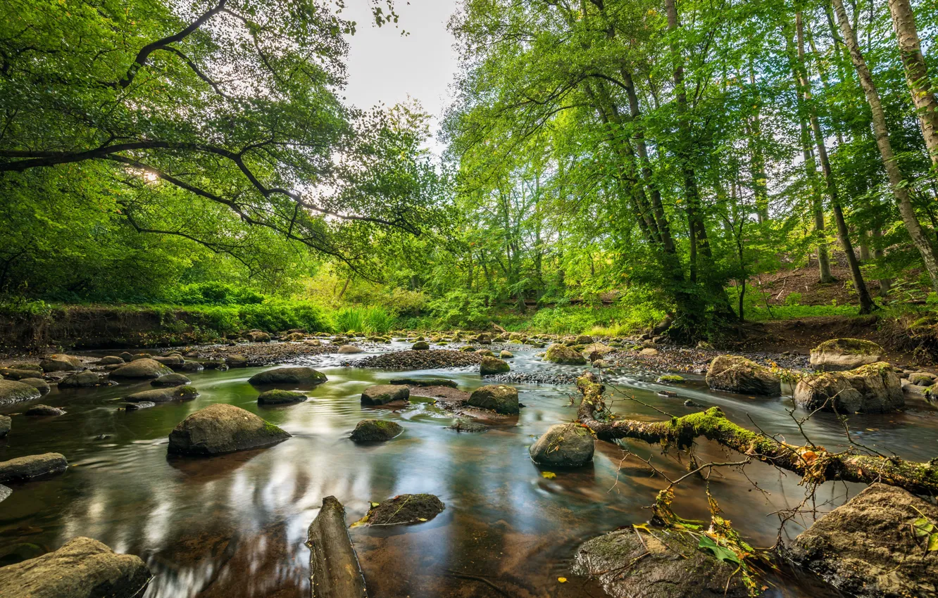 Фото обои зелень, лес, лето, вода, деревья, природа, ручей, камни