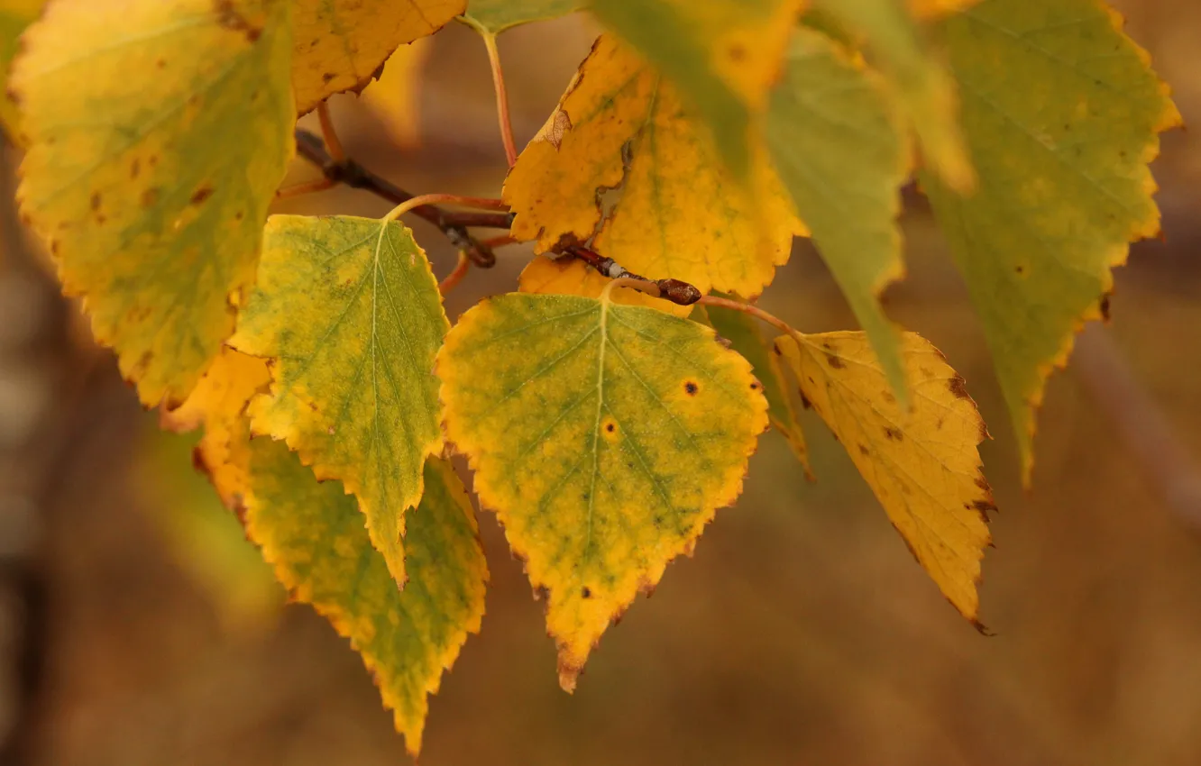 Фото обои осень, лес, Листья