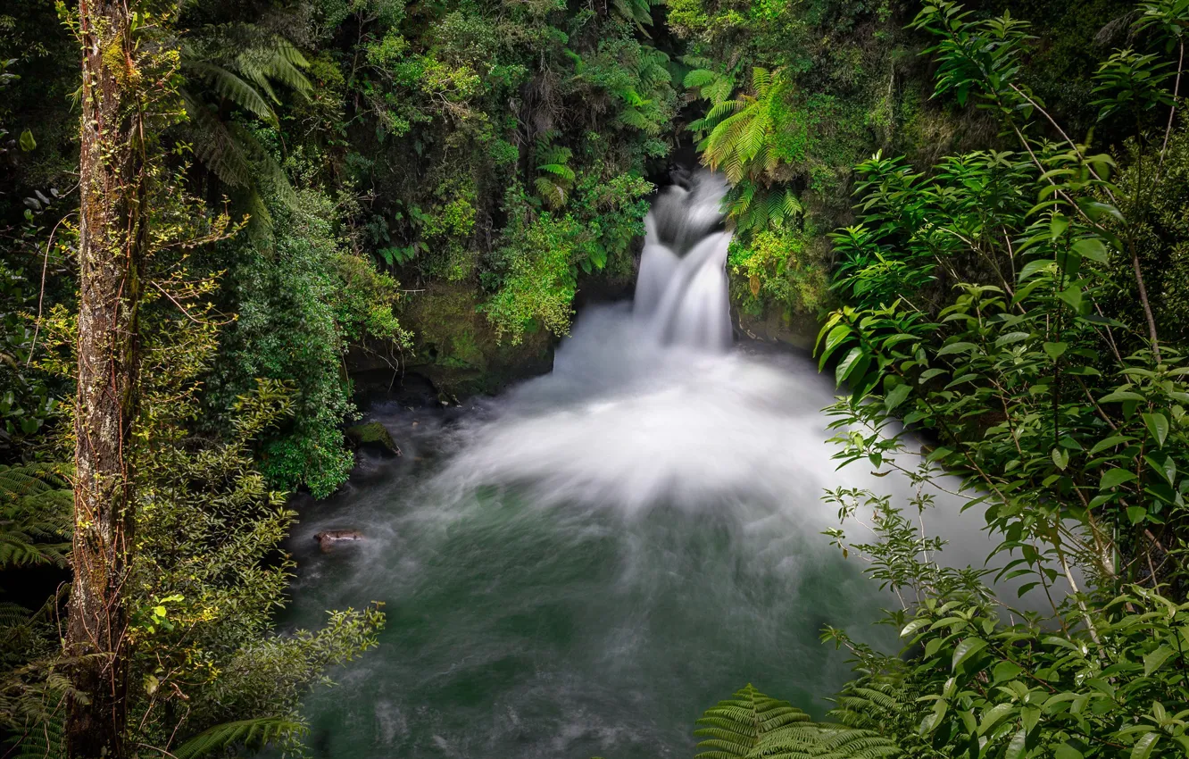 Фото обои лес, река, водопад, Новая Зеландия, New Zealand, Okere Falls, Река Кайтуна, Водопад Окере