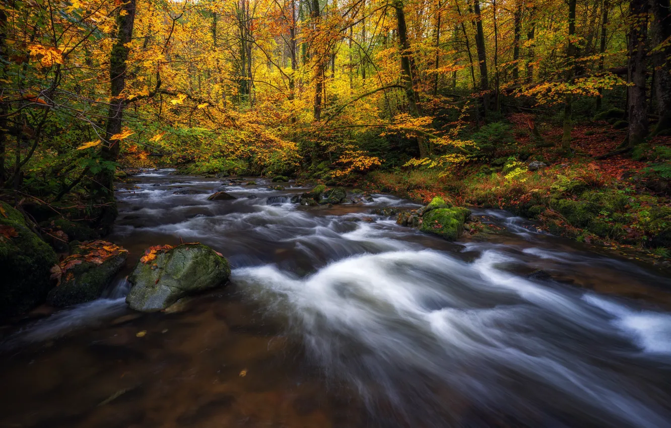 Фото обои осень, лес, деревья, река, Германия, Germany, Баден-Вюртемберг, Baden-Württemberg
