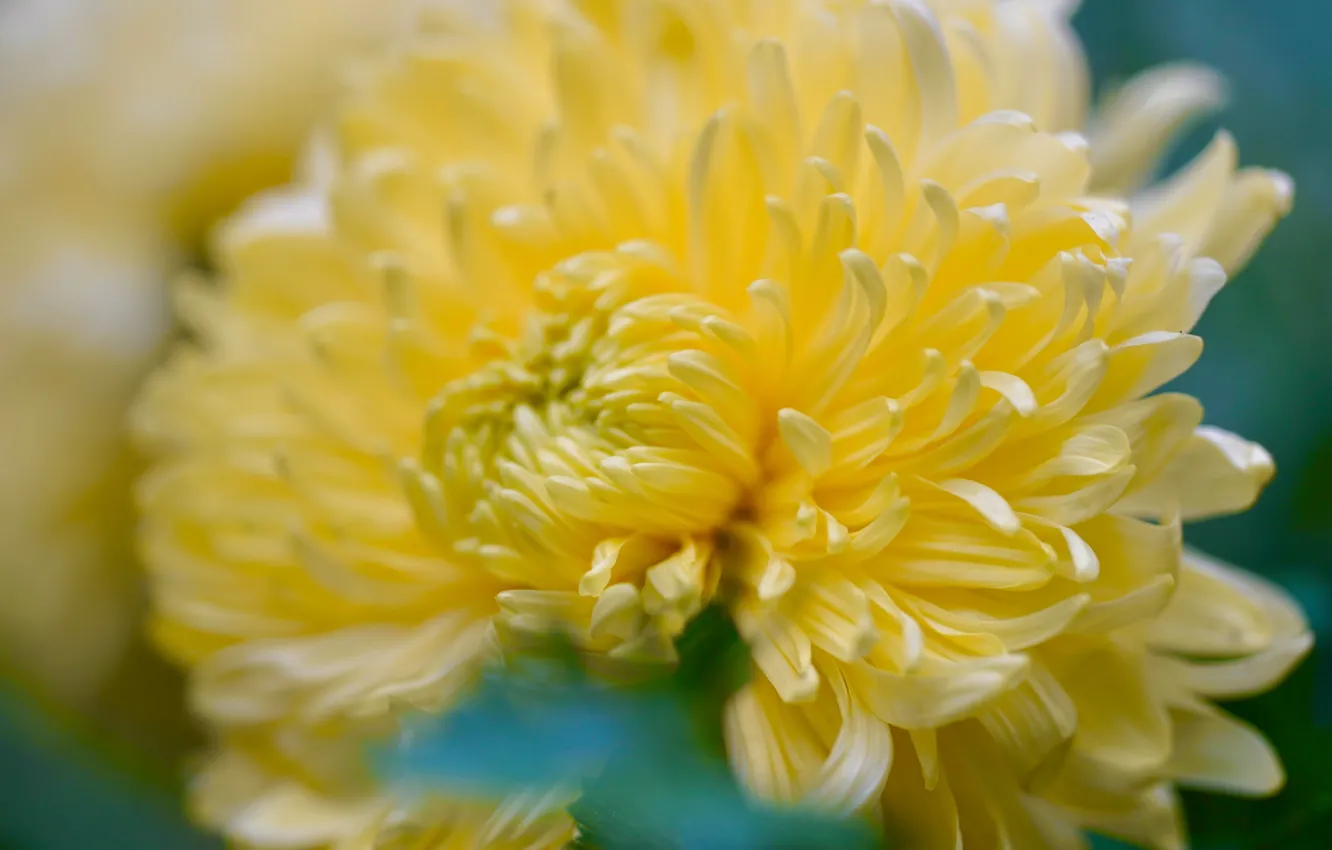 Фото обои цветок, макро, размытие, лепестки, желтая, боке, хризантема