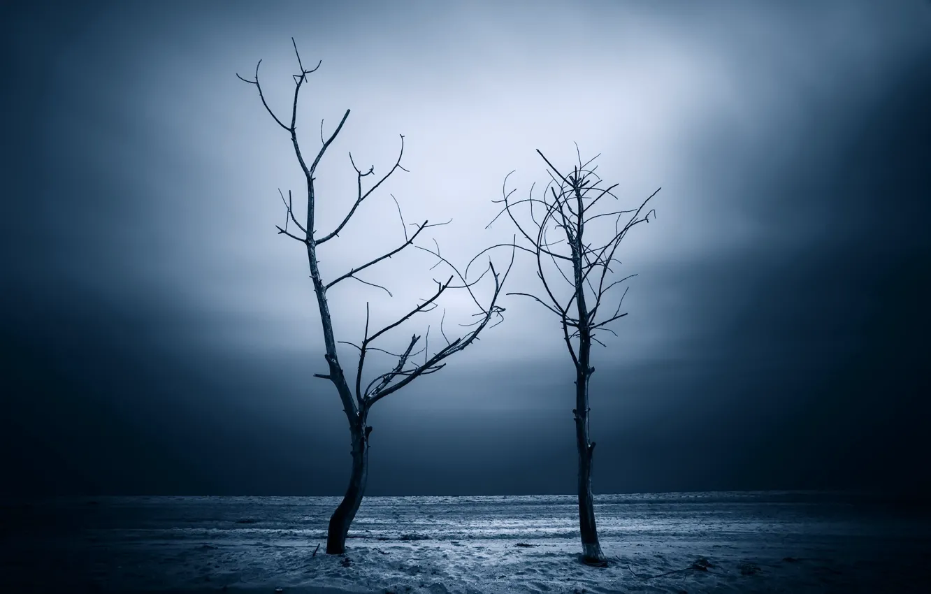 Фото обои деревья, ночь, природа