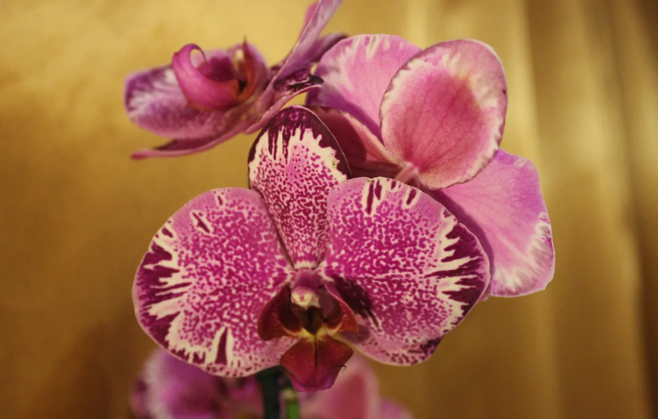 Фото обои цветы, розовый, орхидея