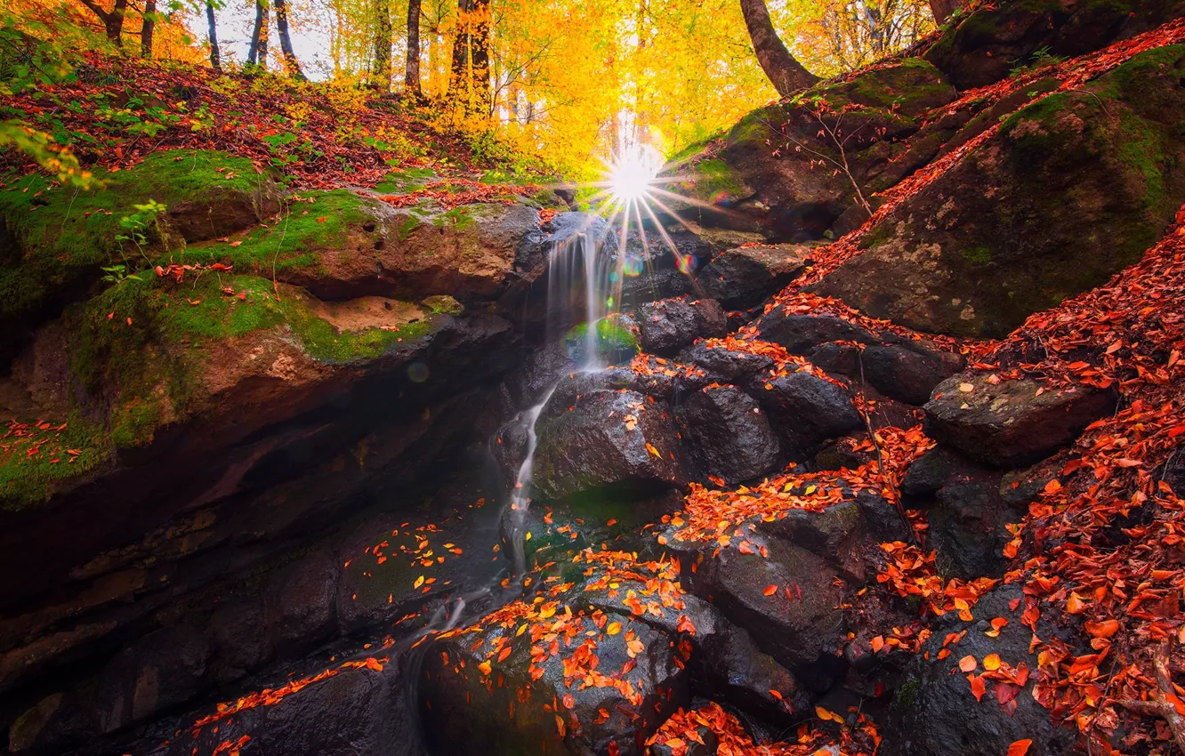 Фото обои осень, лес, листья, солнце, лучи, деревья, природа, ручей