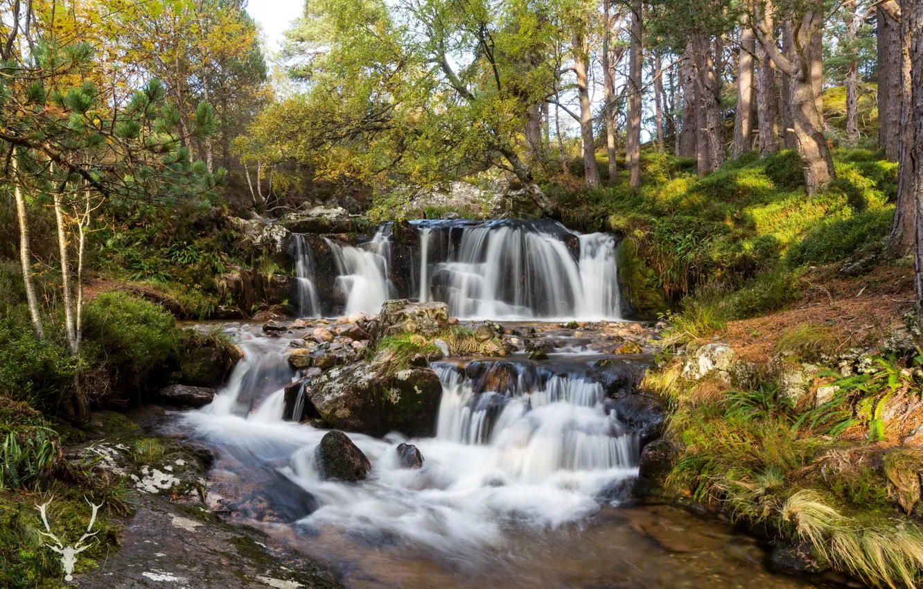 Фото обои лес, деревья, ручей, камни, водопад, Шотландия, Cairngorms