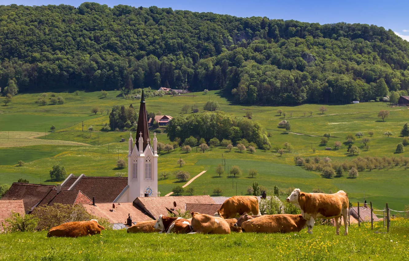 Фото обои лес, Швейцария, долина, коровы, Кильхберг