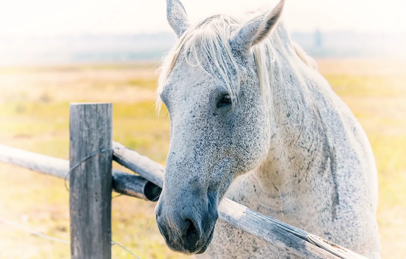 Фото обои фон, конь, забор