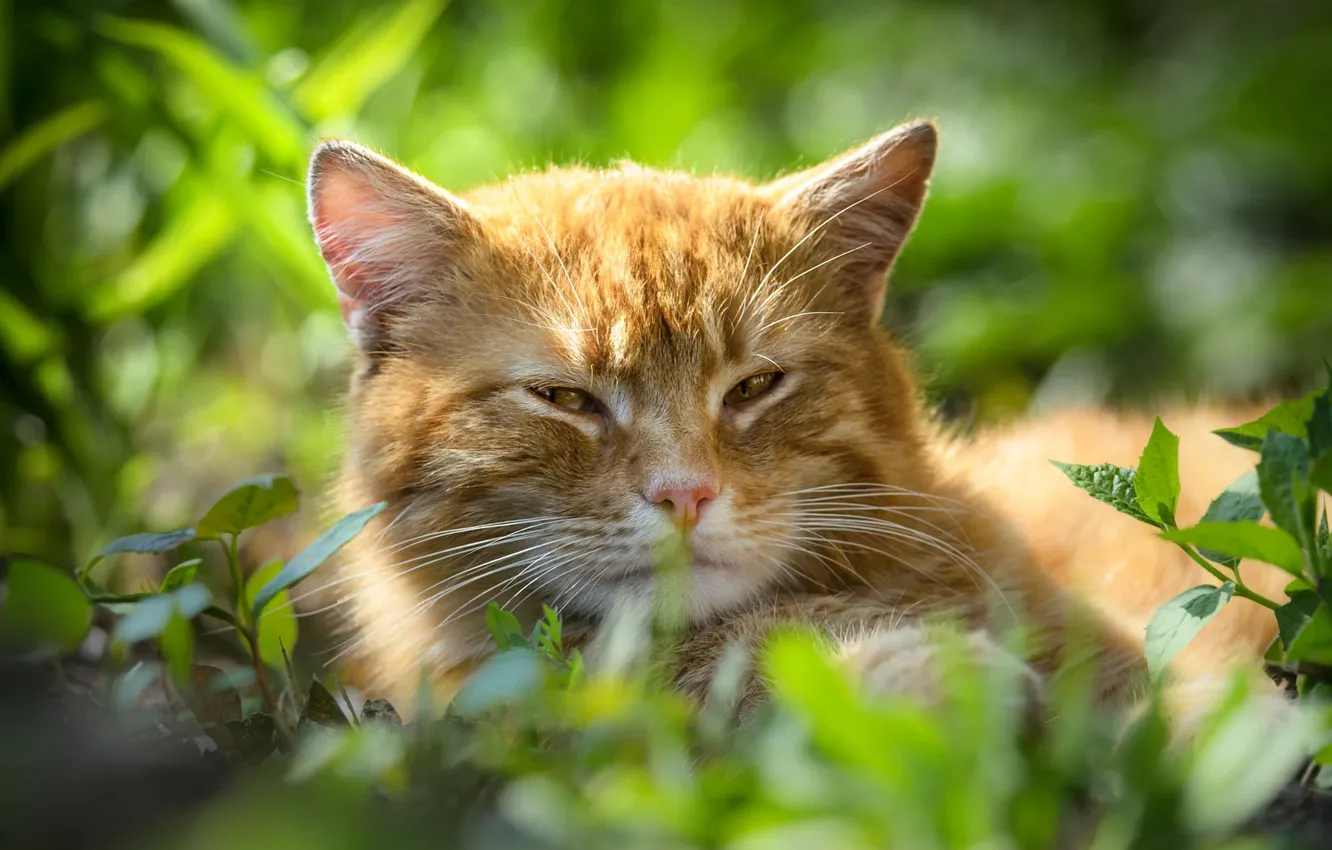 Фото обои кошка, кот, взгляд, морда, портрет, рыжая