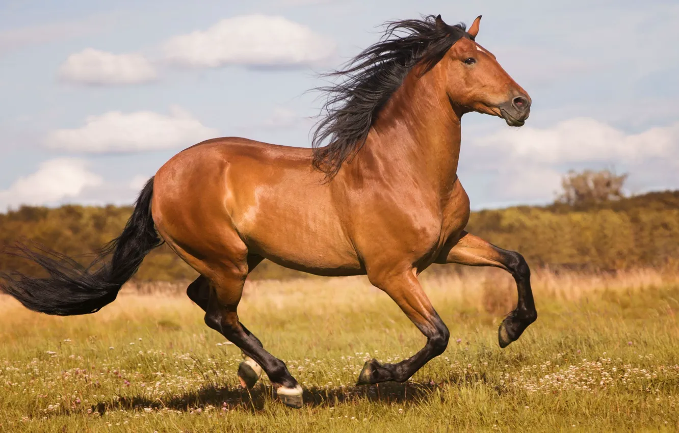 Фото обои лето, движение, конь, лошадь, мощь, луг, бег, простор