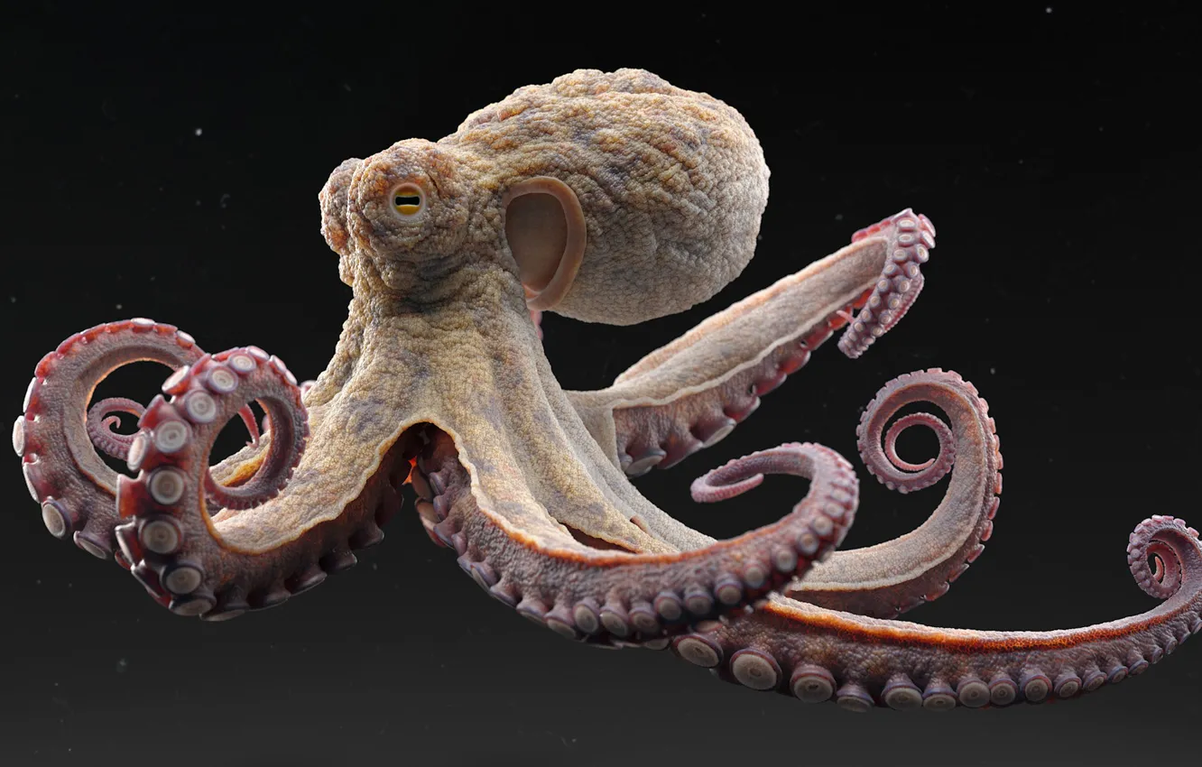 Фото обои крупный план, темный фон, осьминог, close-up, octopus, rendering, digital art, цифровое искусство