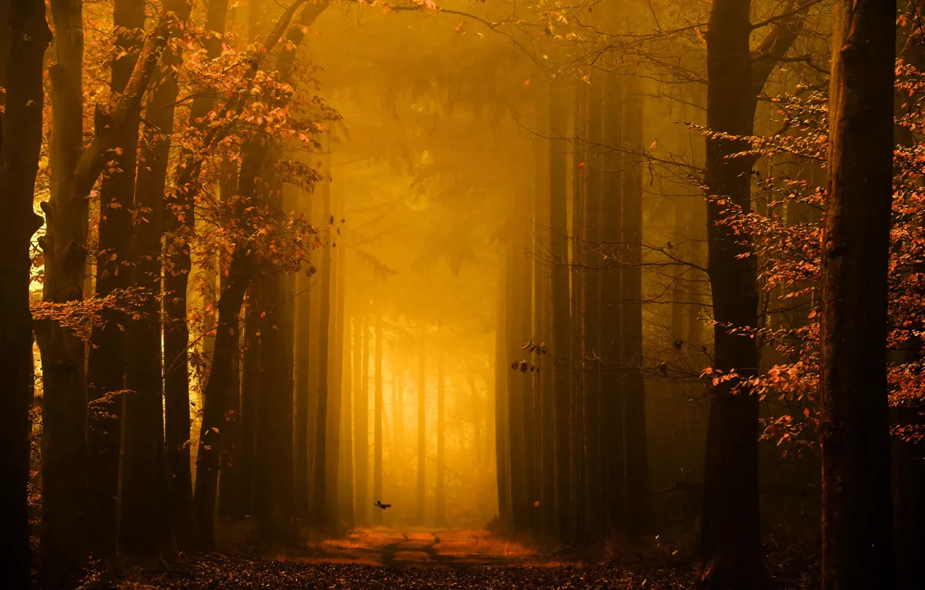 Фото обои дорога, осень, природа, птица, утро, фотограф, золотой свет, Lars van de Goor