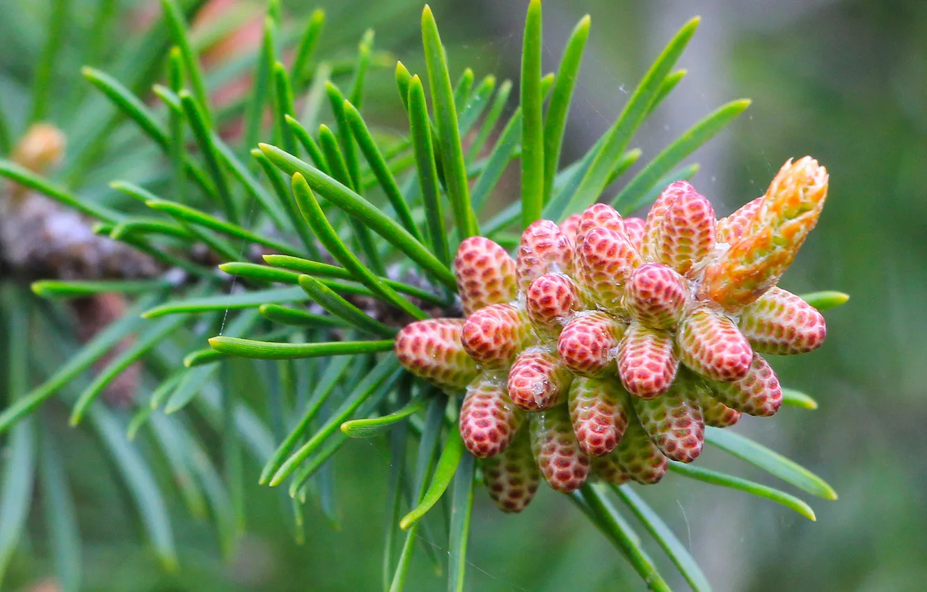 Фото обои spring, pine, spruce, twig