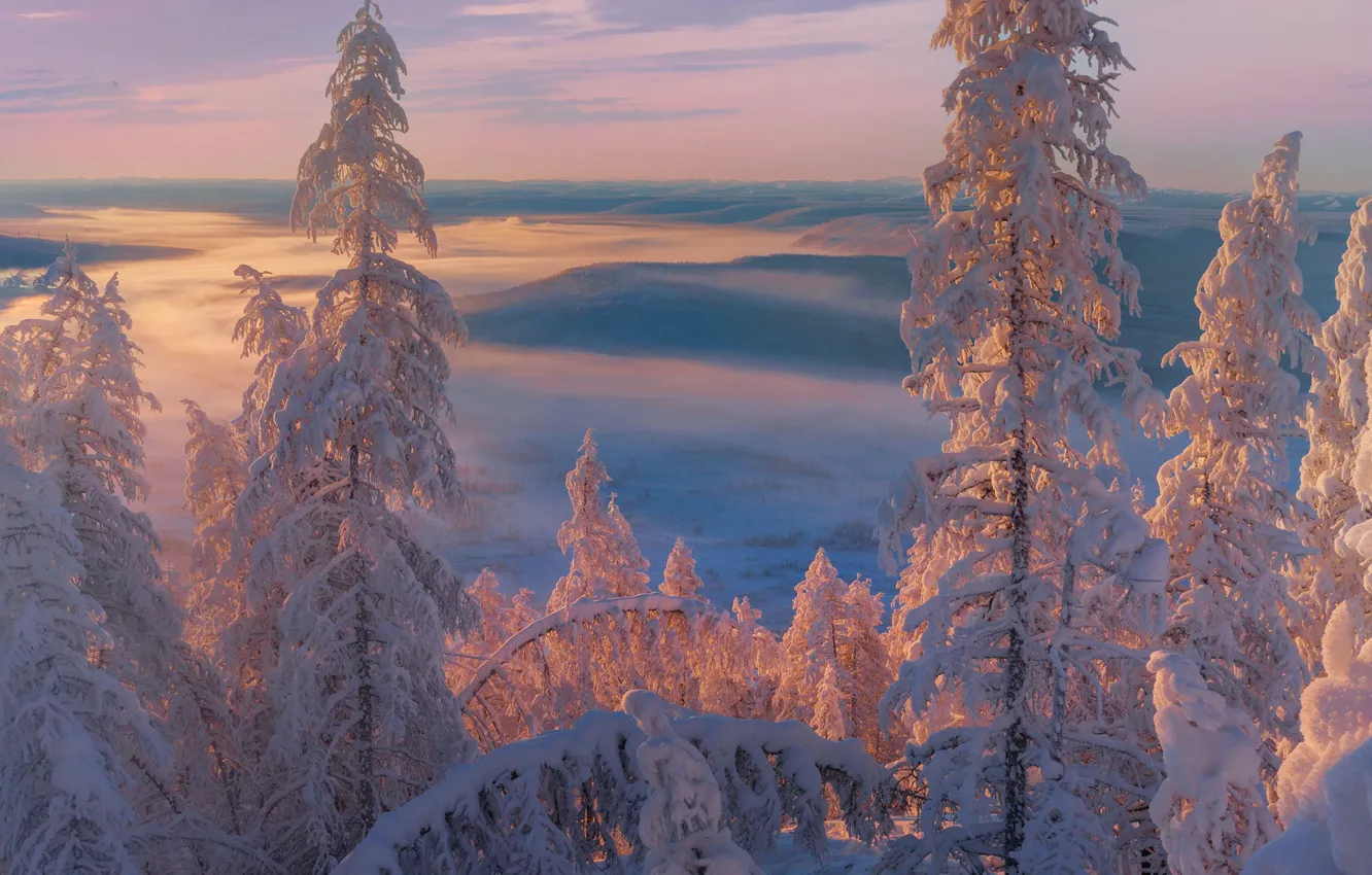 Фото обои зима, деревья, пейзаж, закат, природа, туман, ели, снега