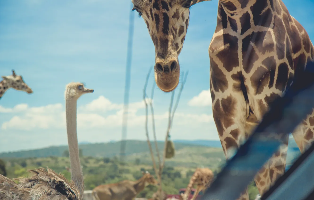 Фото обои жираф, пятна, страус