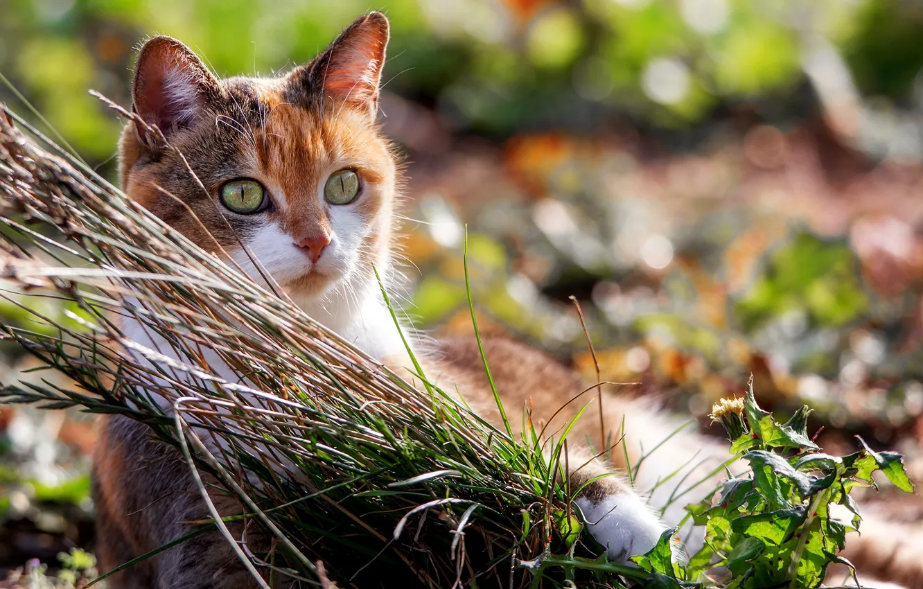 Фото обои кошка, лето, трава, глаза, взгляд