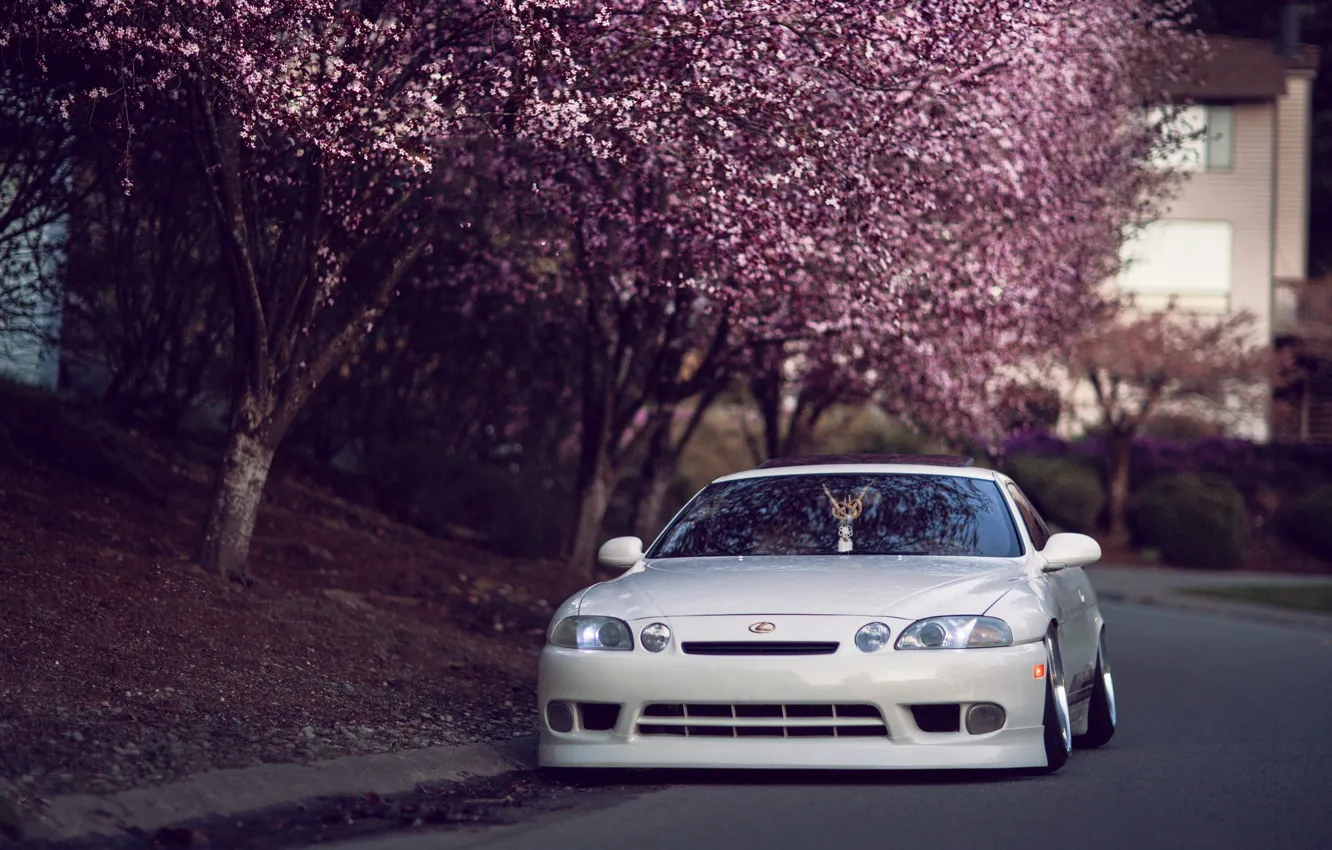 Фото обои car, белый, деревья, улица, япония, сакура, lexus, japan