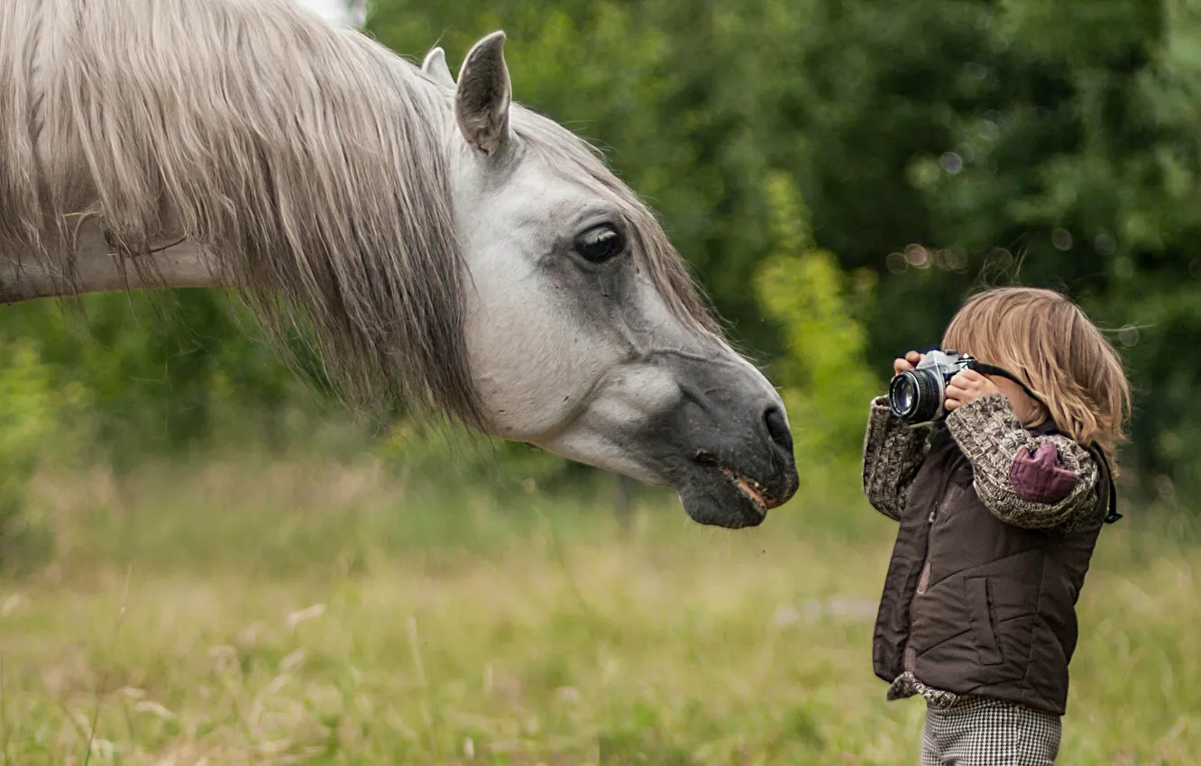 Фото обои морда, конь, лошадь, мальчик, фотоаппарат, фотограф, грива, папарацци