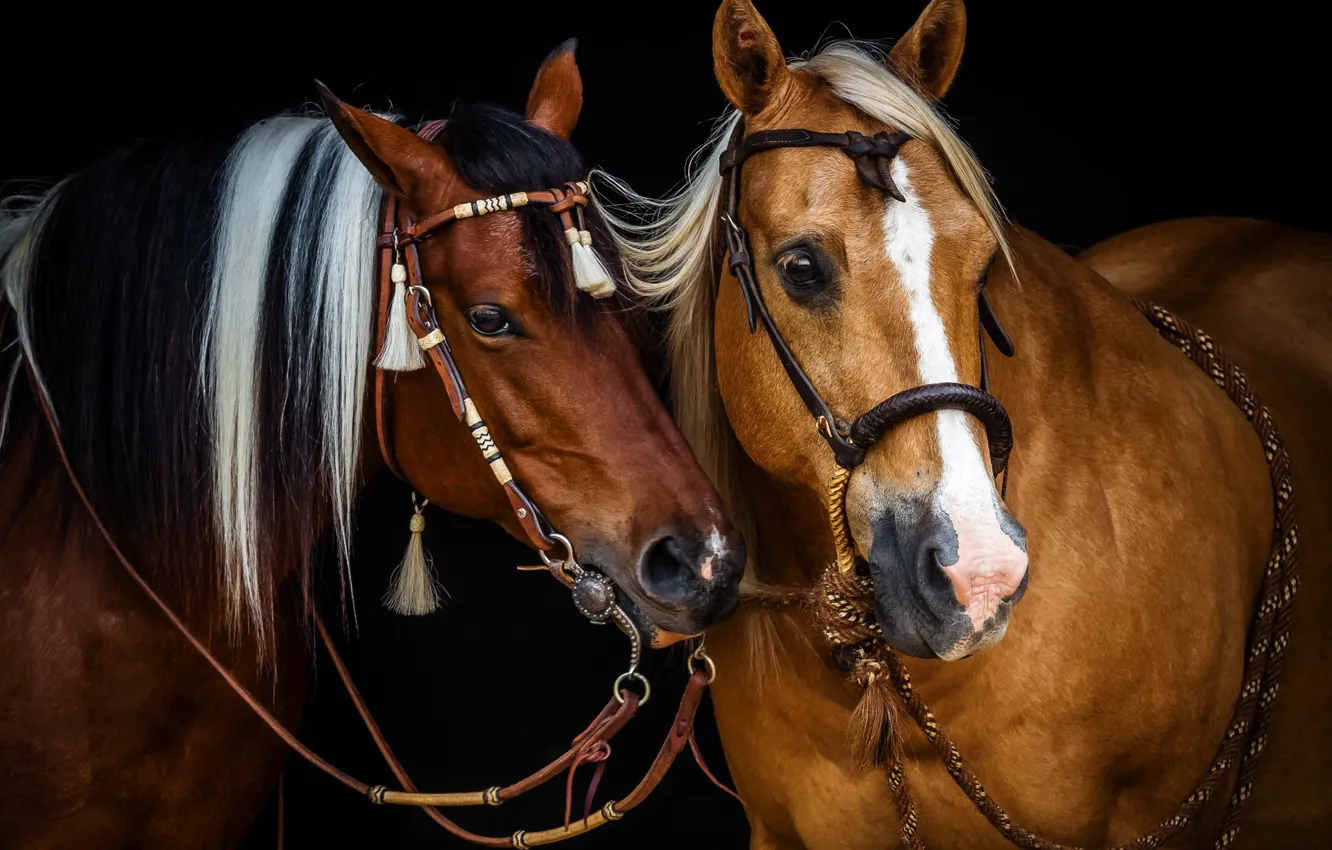 Фото обои кони, лошади, грива