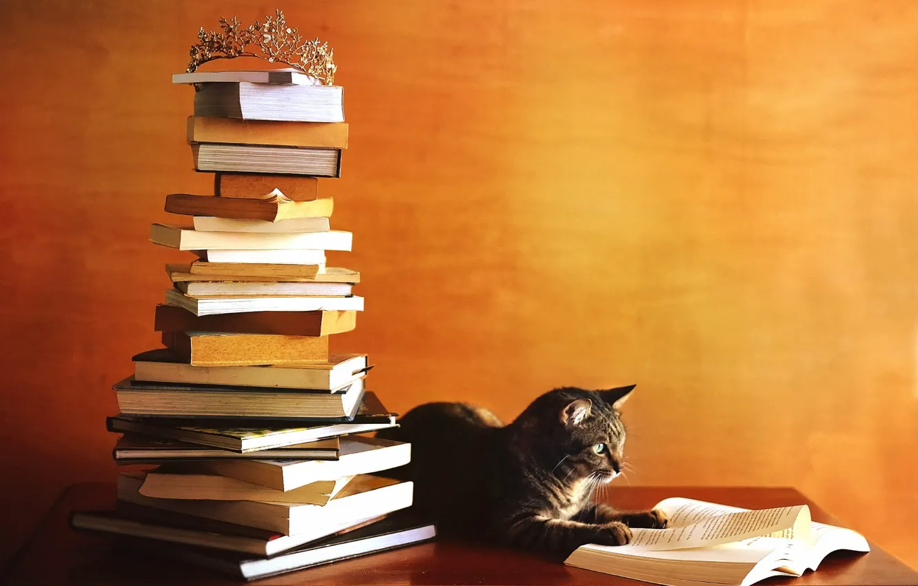 Фото обои осень, кот, оранжевый, стол, серый, стена, книги, гора
