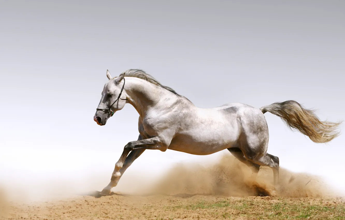 Фото обои песок, животные, кони, пыль, лошади, dust, horses