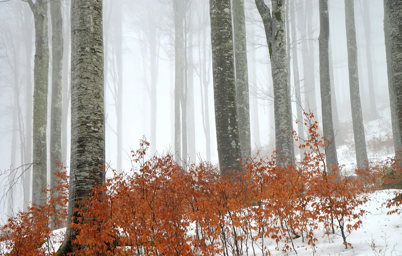 Фото обои лес, деревья, природа, туман