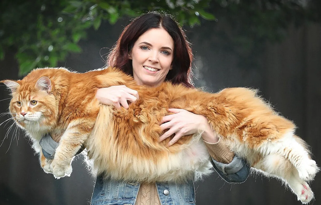 Фото обои cat, animal, Big Maine Coon cat