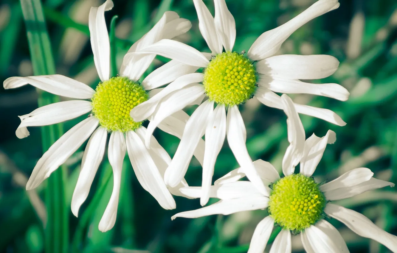 Фото обои белый, цветы, зеленый, фон, widescreen, обои, ромашки, лепестки