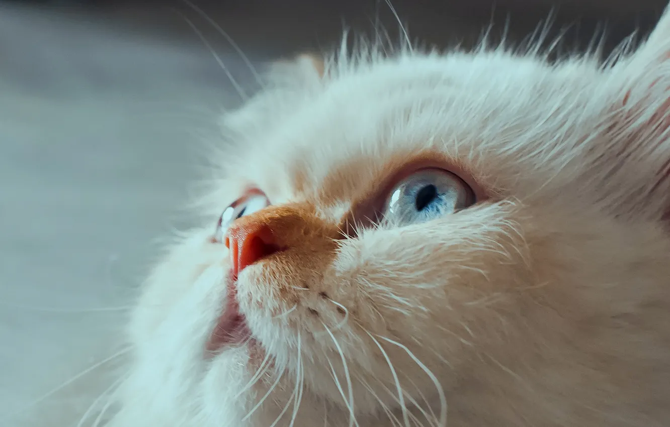 Фото обои кошка, взгляд, мордочка, голубые глаза, Гималайская кошка