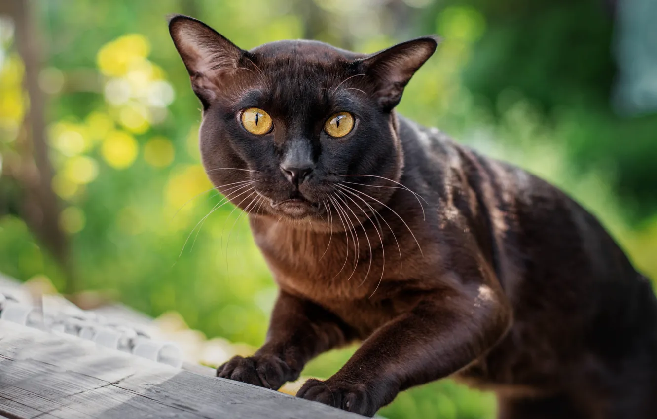 Фото обои кошка, кот, взгляд, поза, фон, доски, портрет, лапы