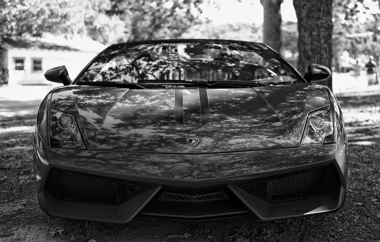 Фото обои фары, ч/б, суперкар, Lamborghini Gallardo, моська