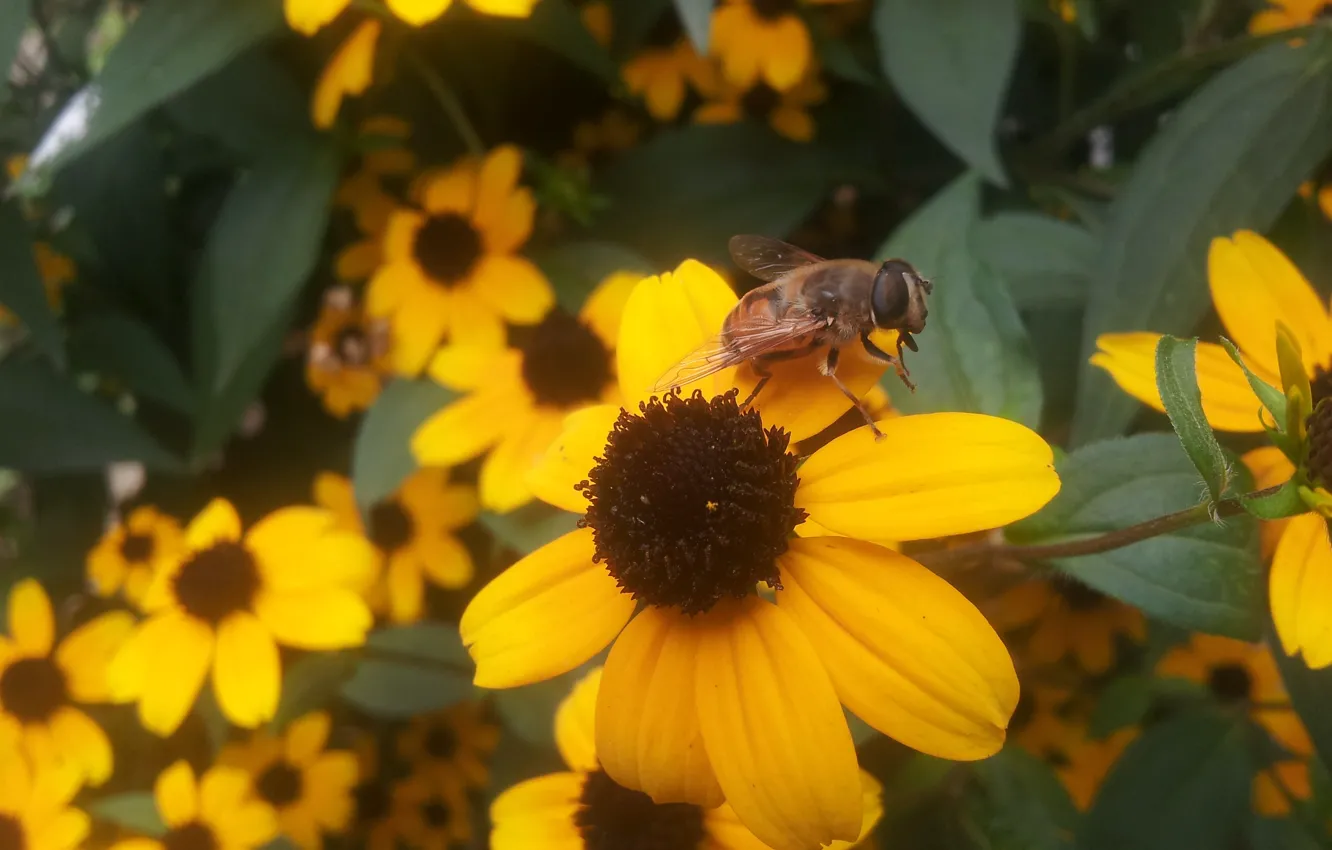Фото обои Цветок, Пчела, Листья, Оранжевый, Много