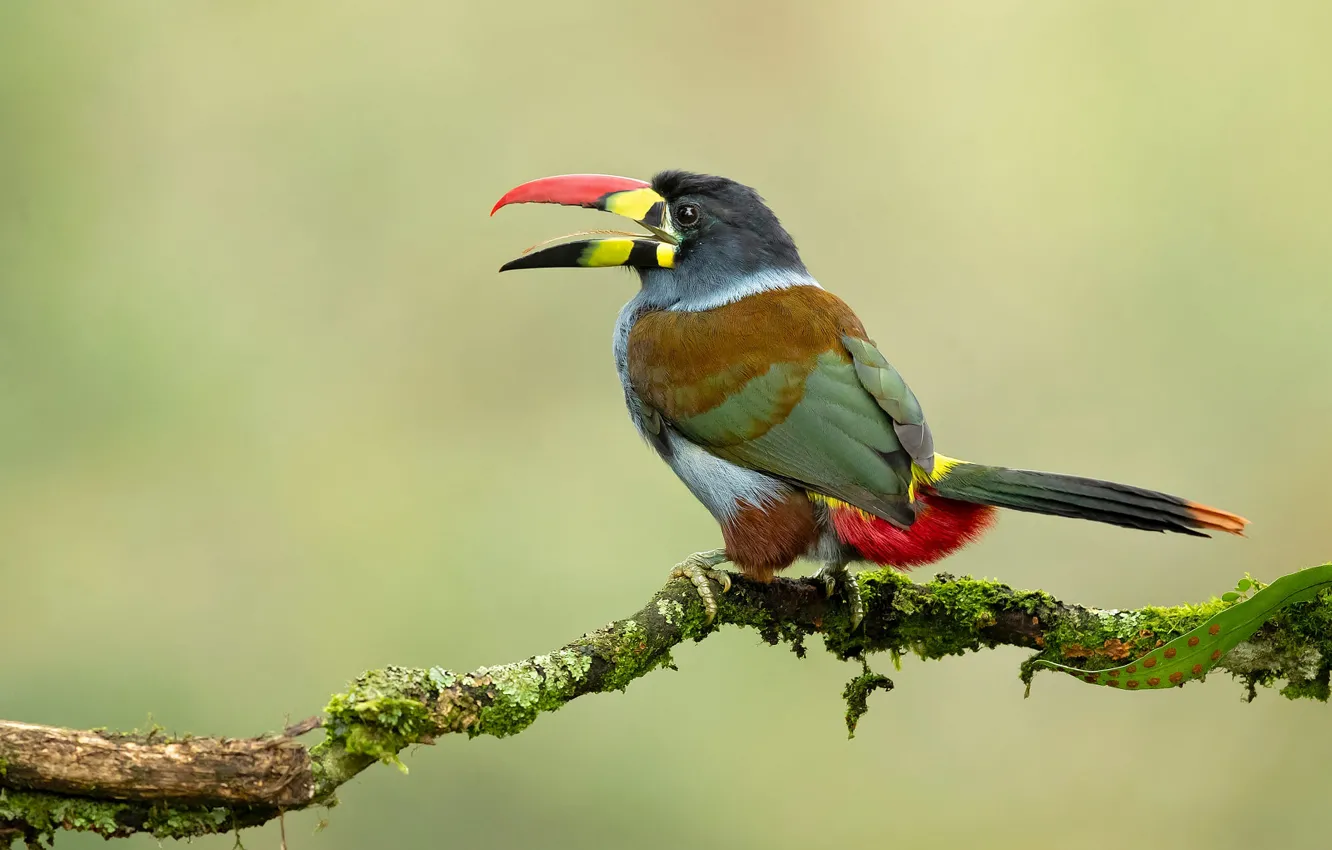 Фото обои ветки, птица, тукан