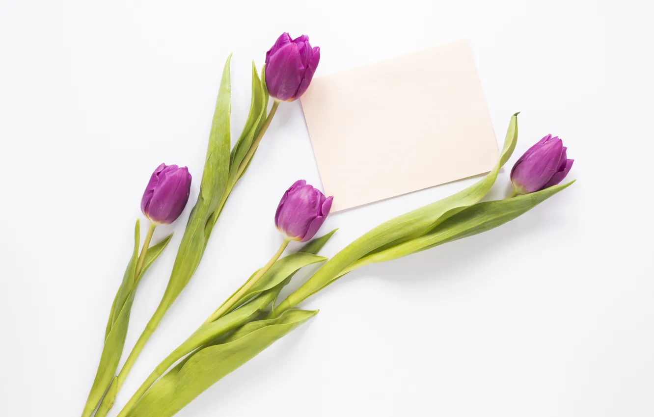 Фото обои цветы, букет, тюльпаны, flowers, tulips, purple