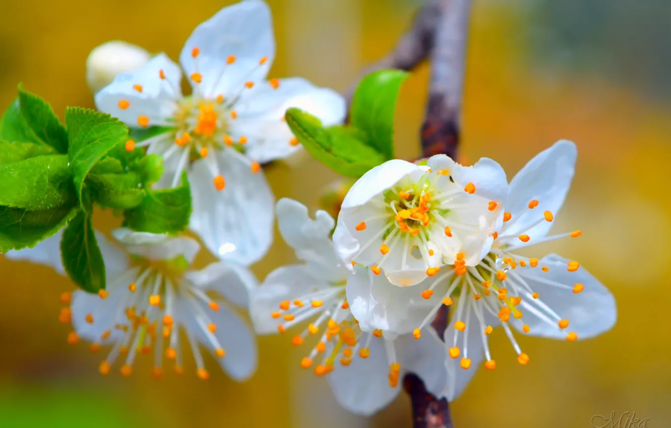 Фото обои Весна, Spring, Цветение, Flowering