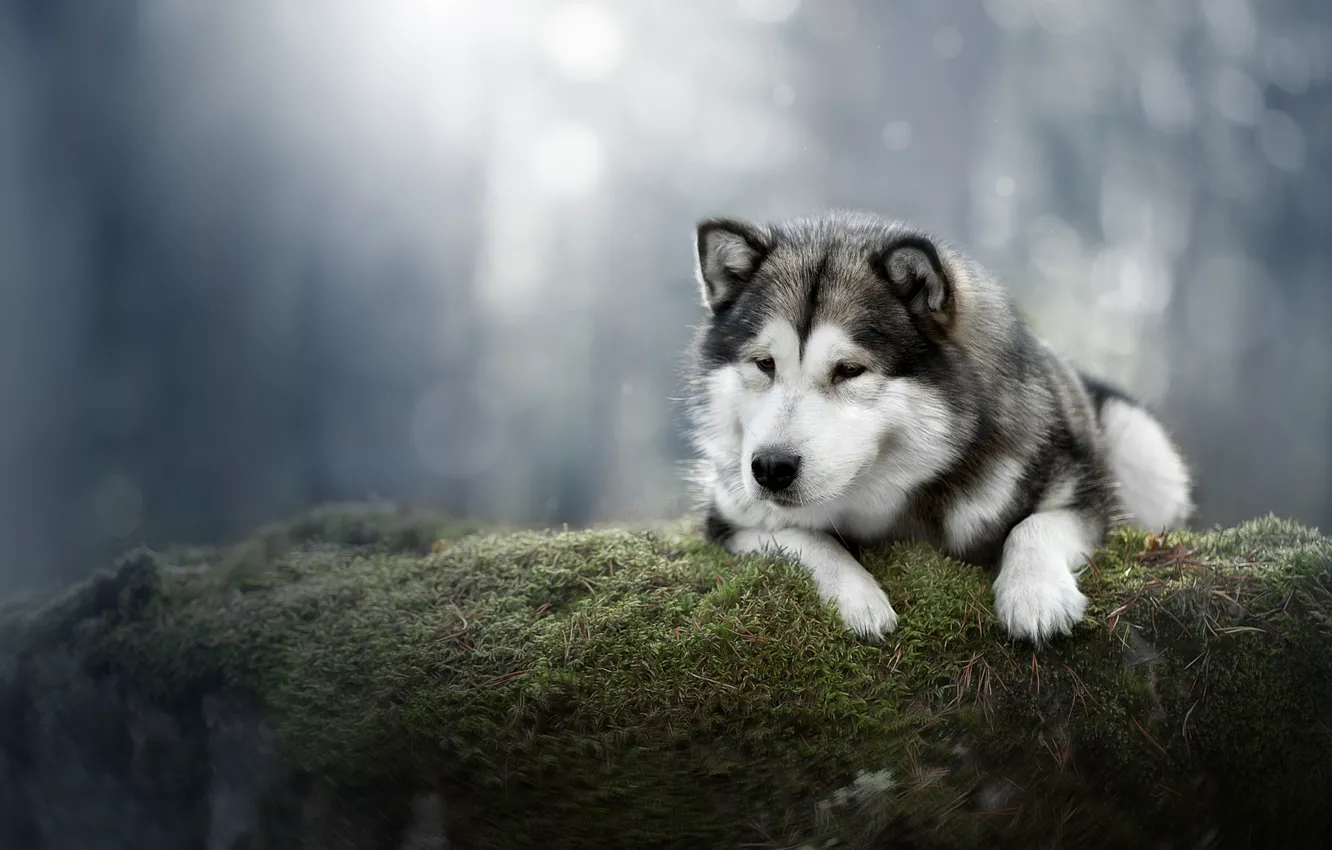 Фото обои фон, мох, собака, Аляскинский Маламут