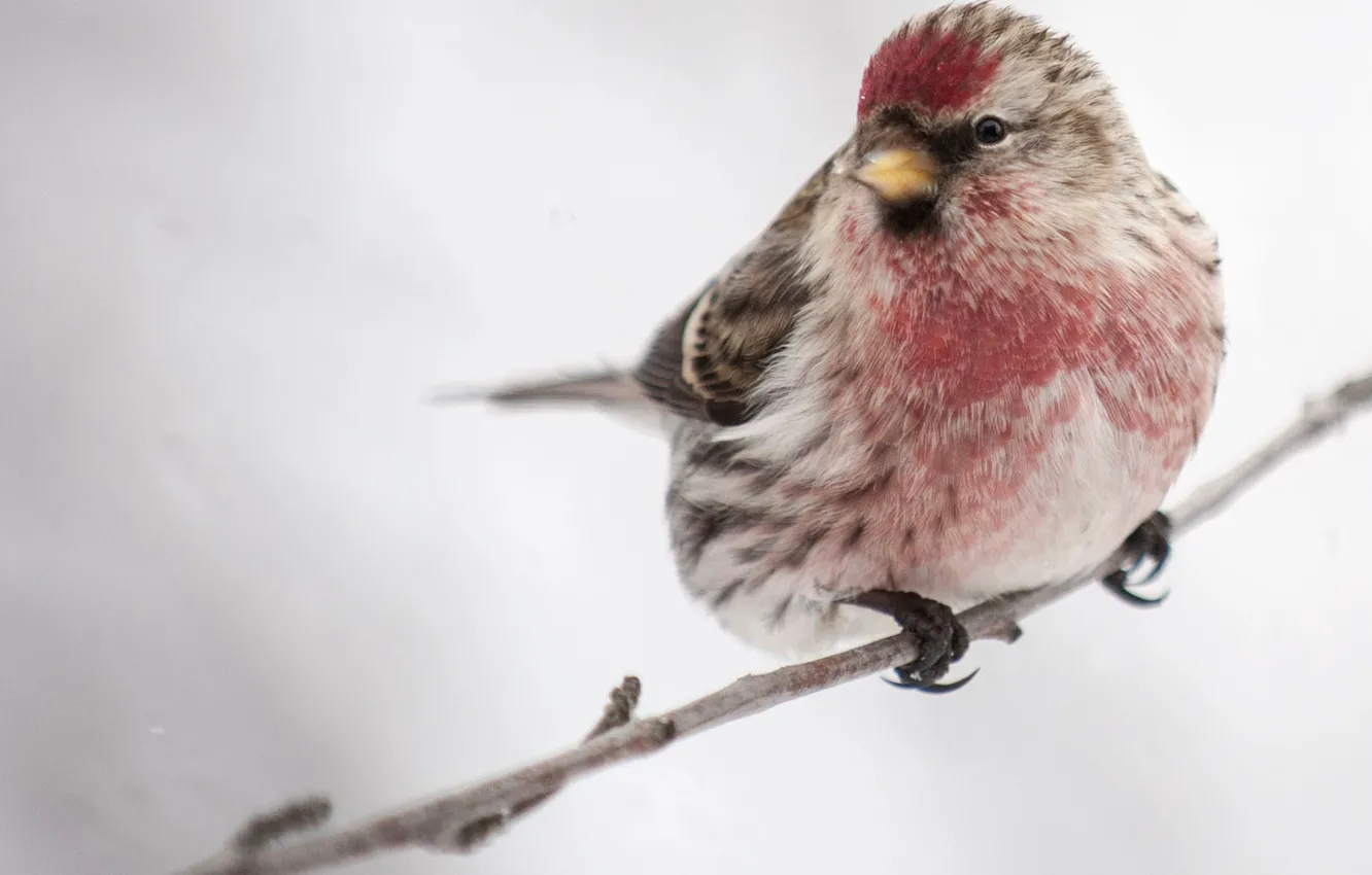 Фото обои bird, winter, snowy, redpoll