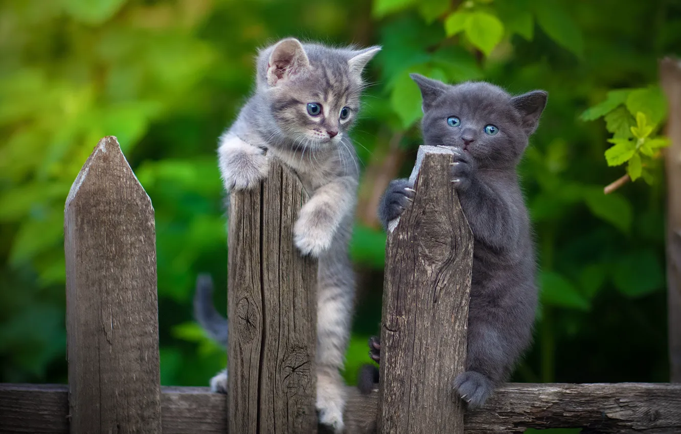 Фото обои забор, котята, малыши, парочка, два котёнка