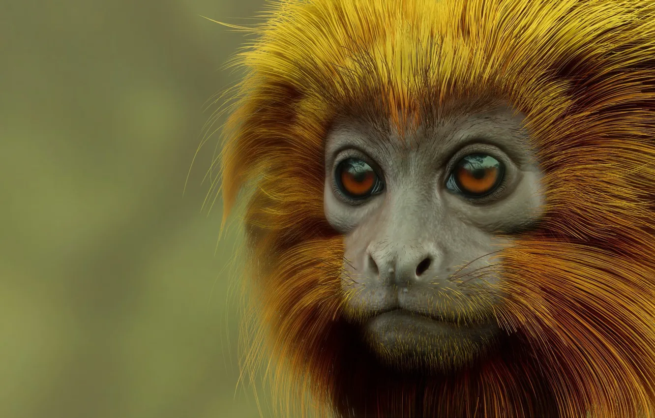 Фото обои рендеринг, обезьянка, Monkey, золотистый львиный тамарин, Evandro Moraes