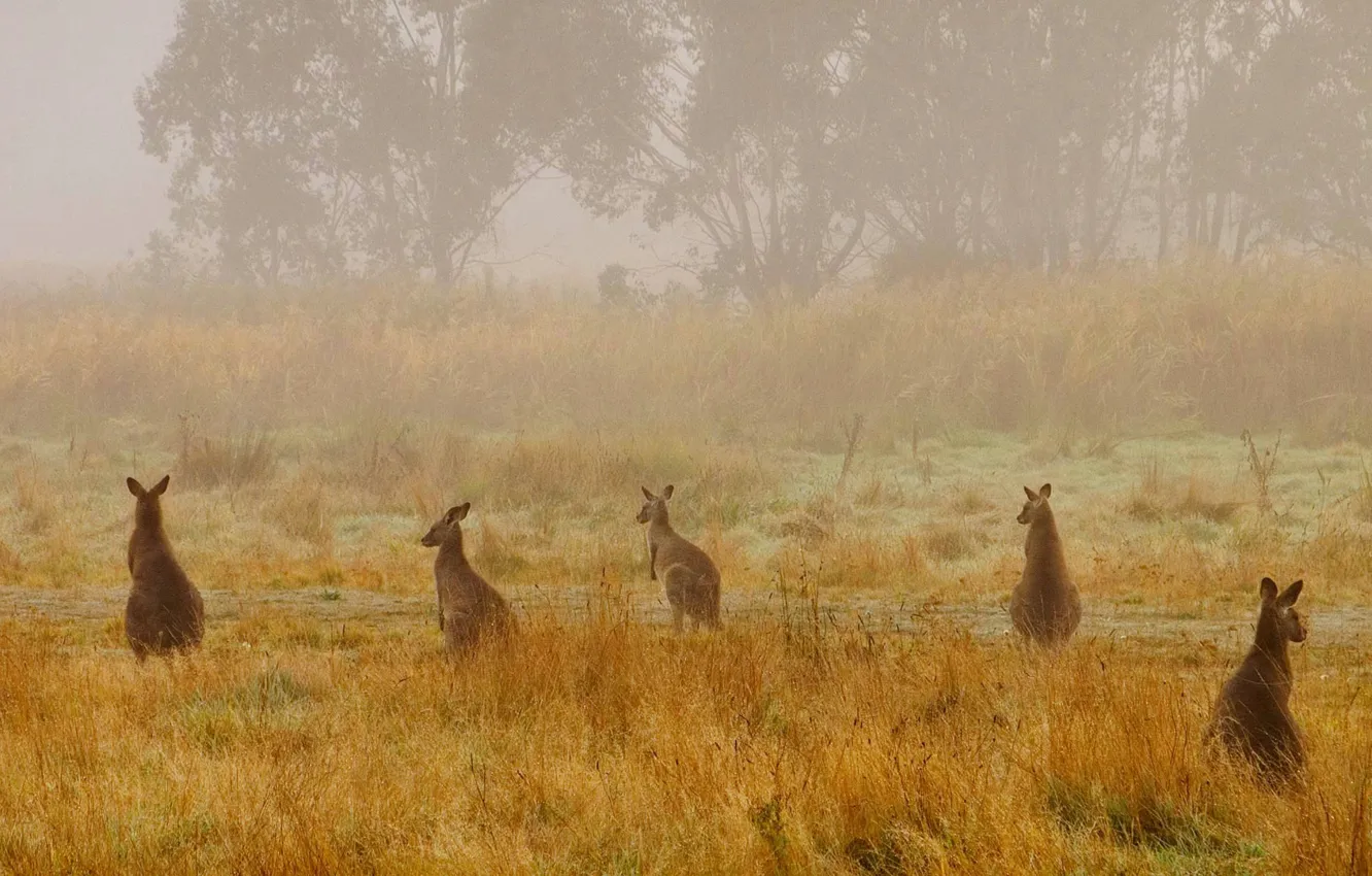Фото обои природа, туман, Австралия, дымка, Национальный парк, гигантский кенгуру, Косцюшко