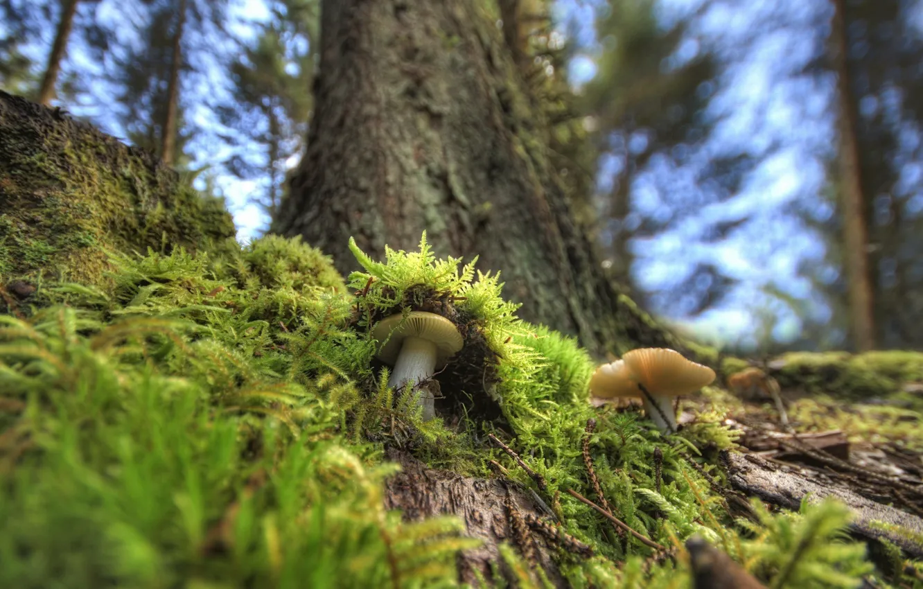 Фото обои лес, макро, грибы, мох