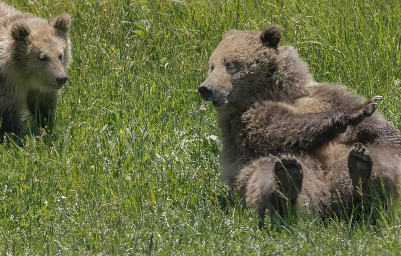Фото обои трава, медведи, медвежонок, медведица, Гризли