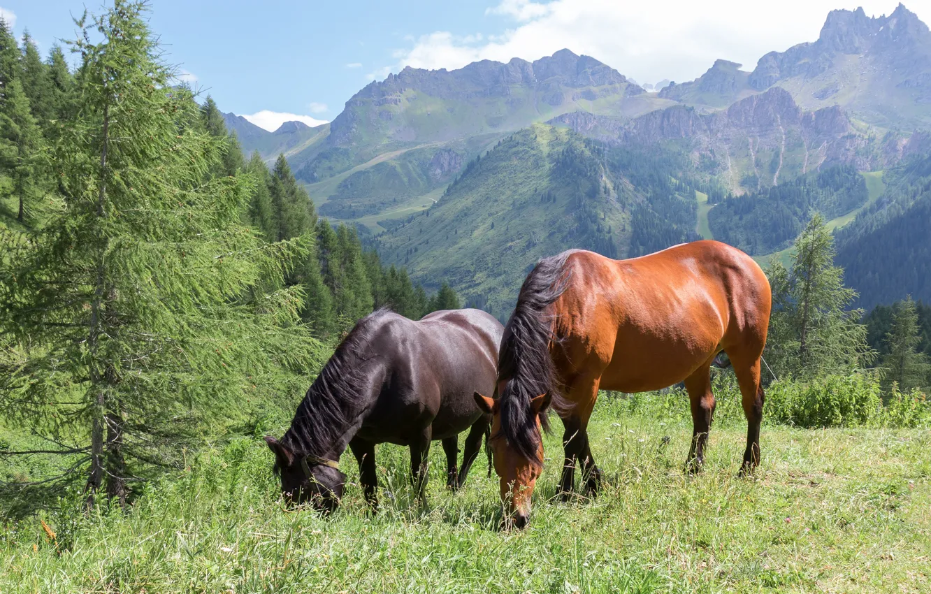 Фото обои лес, лето, трава, горы, природа, две, кони, лошади
