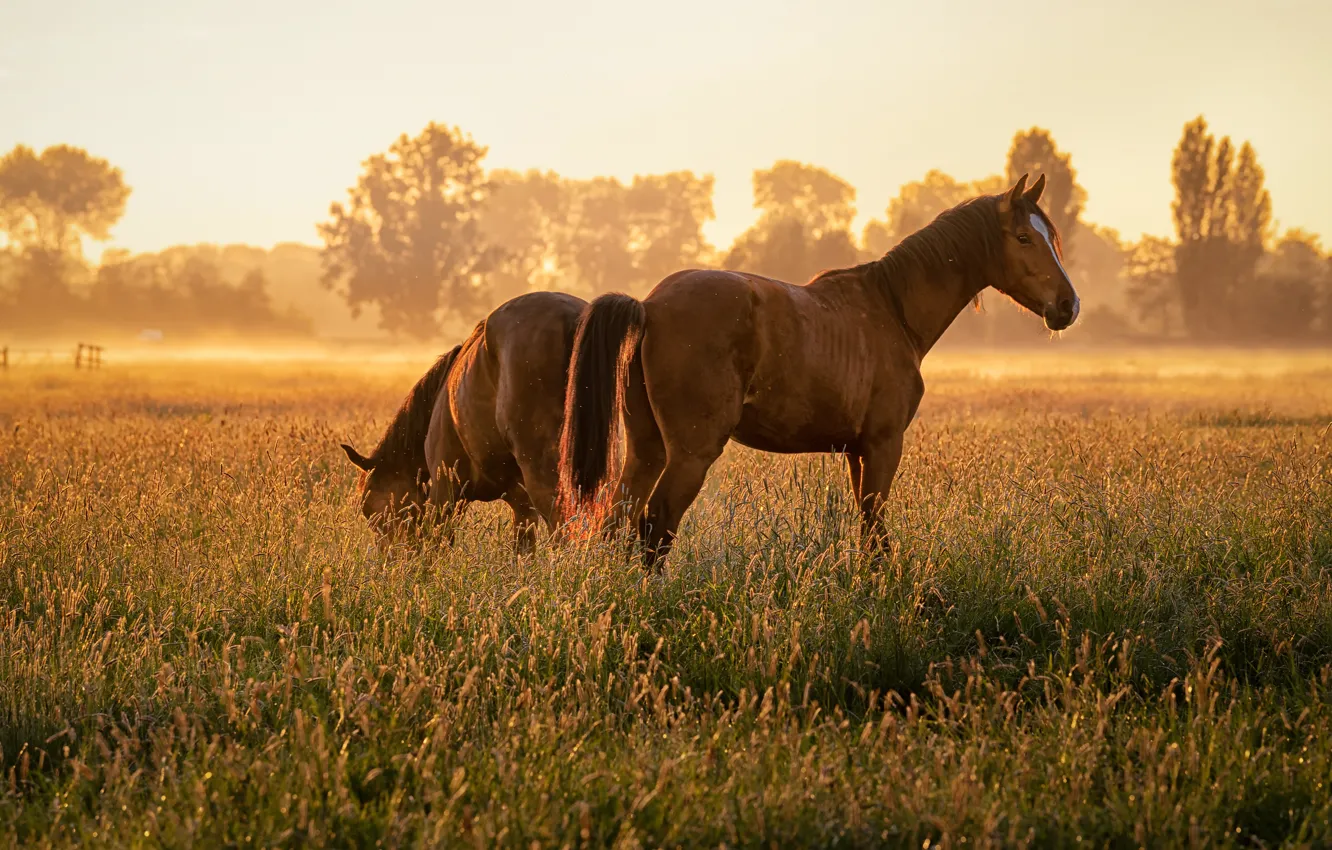 Фото обои поле, трава, взгляд, свет, туман, две, кони, утро