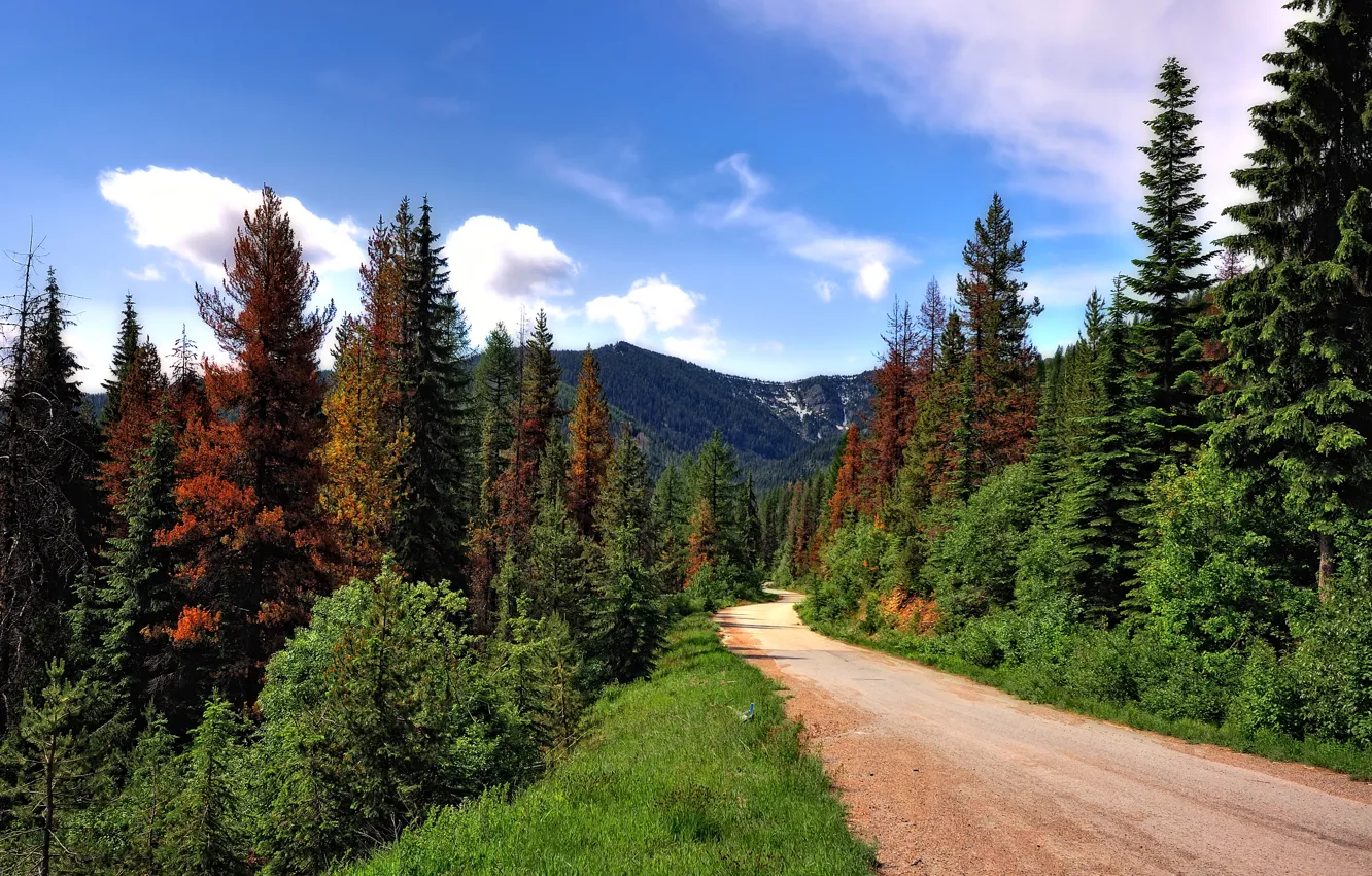 Фото обои дорога, лес, деревья, горы