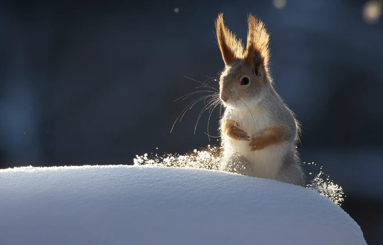 Фото обои зима, снег, белка, сугроб, Марат Кучкаев