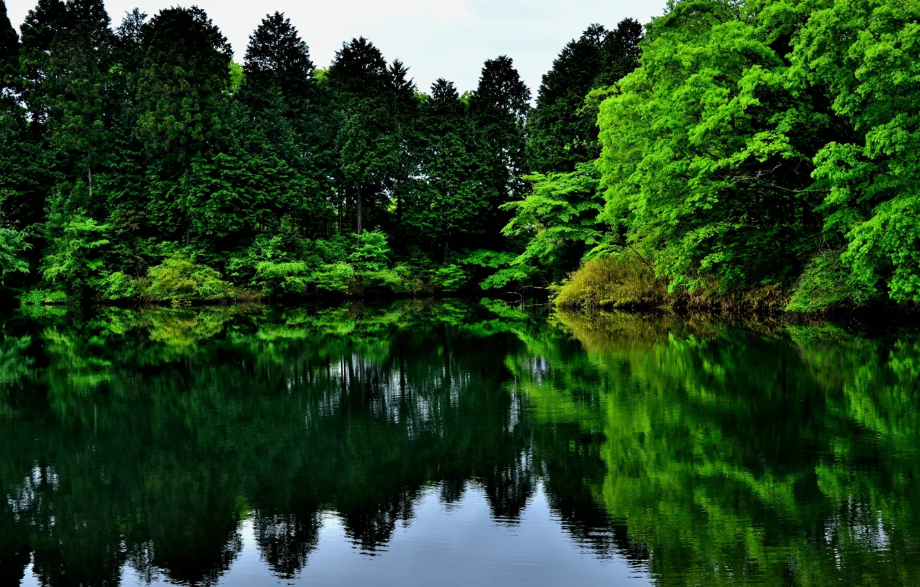 Фото обои зелень, деревья, природа, озеро, отражение