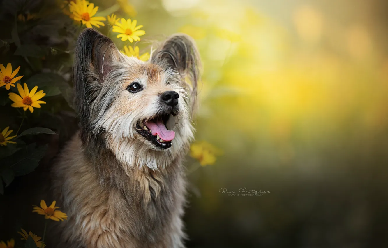 Фото обои морда, цветы, собака, боке
